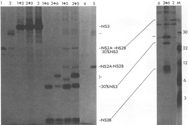 FIG. 5.onvNS2A-ANS2B(20)-30%NS3;DEN4-specificdiscussedviruses; Demonstration that NS2B acts in trans