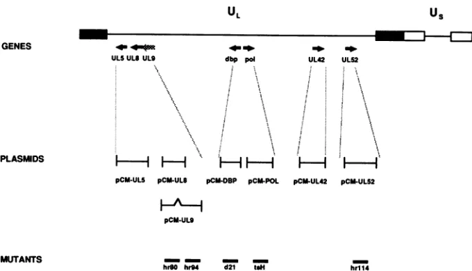FIG. 1.Theaindicateamplificationinverted(pCMindicatedmutants temperature-sensitive Schematic representation of the 153-kb HSV-1 genome