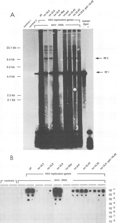 FIG. 3.ferentbelow.genomichelperwithDpnI-digestedthawwasCell-freeparticlesdouble-strandedDNA.representsvisible.efficiencieswere-UL9,of-POL, pAV2; Identification of individual HSV-1 replication genes with activity for AAV-2 synthesis