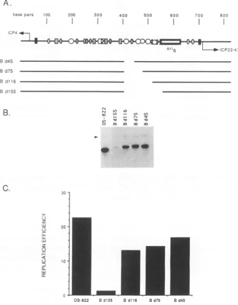 FIG. 4.mutantofdeletiontowereamountstantpBR325-ori-230ICP22/47Bal-31 Fig. each Replication of oriS-containing plasmids lacking various of left-hand flanking sequences