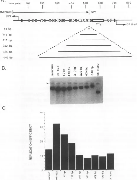 FIG.6.fragmentTheofoftocalculatedderivedtheofelementplasmidpBR325-ori-230scribed Fig. the mutant replicated Replication of pOS-822 insertion mutant plasmids