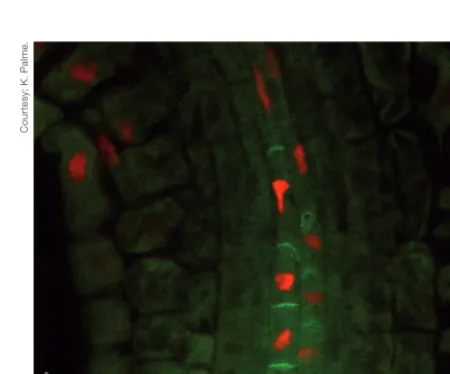 Figure 2.2.1.5: Arabidopsis lateral root formation.