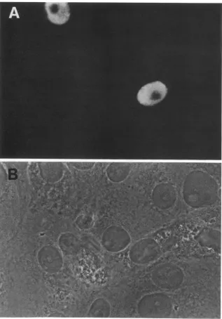 FIG. 2.immunofluorescence Nuclear localization of mutant dlO5 ICP8 in transfected cells