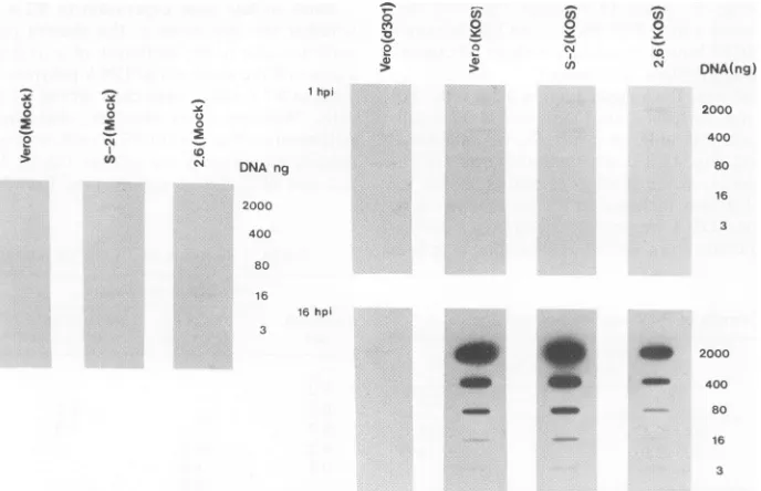 FIG. 3.fromfromexpressedputwithelectroblottedpurifiedd301onNaClcellsNaCl DNA binding of the dlO5 mutant gene product