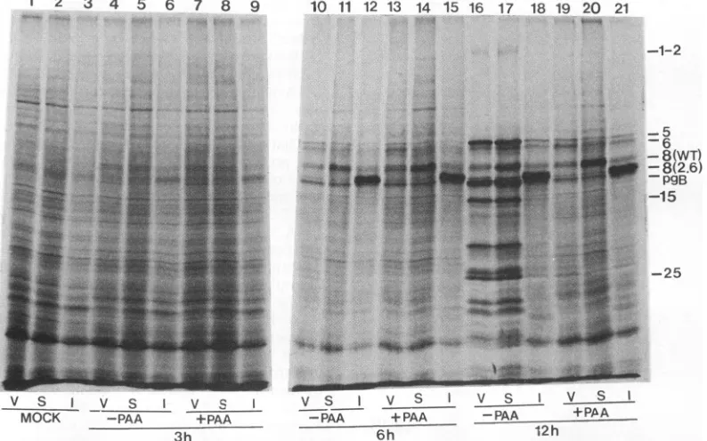 FIG. 6.withKOS1.1Shown Polypeptide profile of wt HSV-1-infected Vero (V), S-2 (S), and V2.6 cells (I)
