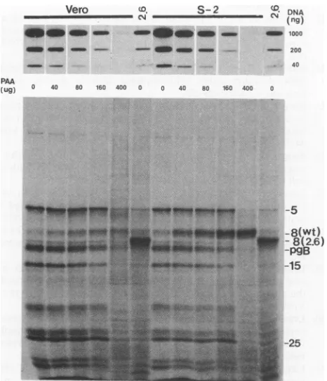 FIG. 7.aswithindependenthV2.6 postinfection describedThe block in late gene expression in V2.6 cellsis of decreased viral DNA replication