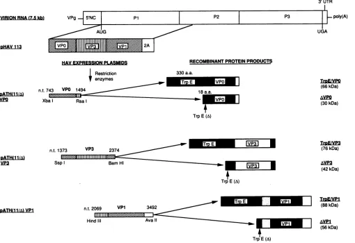 FIG.1.predictedutilizedpATH11point Schematic representation of the HAV genome with P1 cDNA sequences expanded to indicate the capsid regions cloned into the and pATHA expression vectors [pATH(11/A)]
