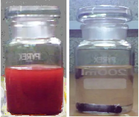 Figure 1: Solution of Fe2O3 (Left hand-side) and Fe2O3@Pt core-shell NPs (Right hand-side)  