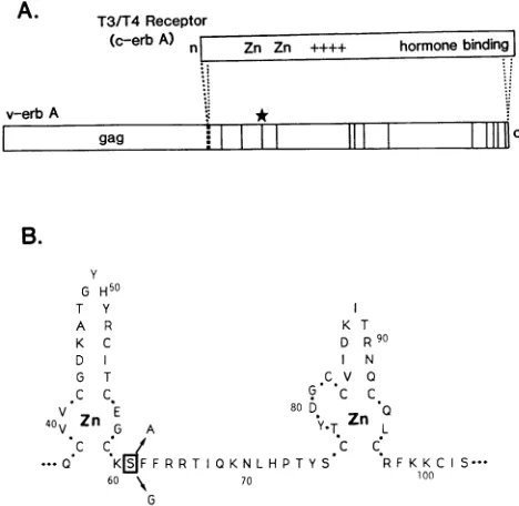 FIG.1.ofofbasicandareproteins.deletions,domainlines)thestarred.analyzedalaninethetosingle-letter be the the Schematic of the v- and c-erbA proteins