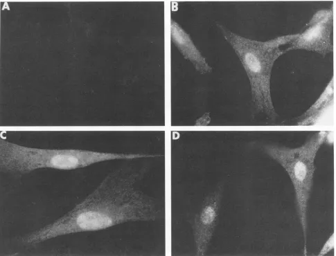 FIG. 3.coverslips,byphotomicroscopy(C) Immunofluorescence analysis of the subcellular location of mutant and wild-type v-erbA proteins