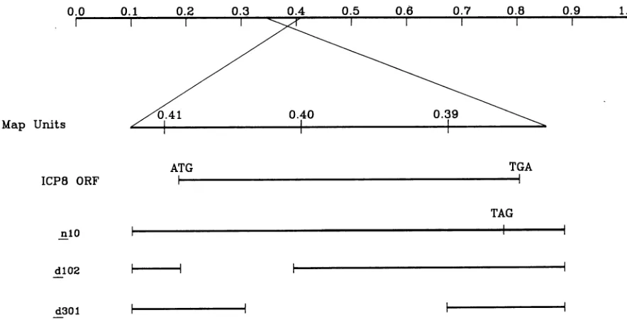 FIG.1.genomeof the Structures of viral DNA Pol genes in viral mutants used in this study