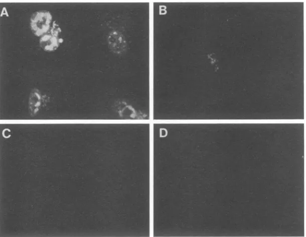 FIG. 3.5antirabbitMock-infected h Specificity of anti-Pol serum PP5 for immunofluorescence