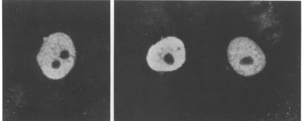 FIG. 6.and Nuclear localization of Pol expressed in transfected cells. Vero cells transfected with pCIE-Pol were fixed at 48 h posttransfection processed as described in Materials and Methods to detect Pol by immunofluorescence