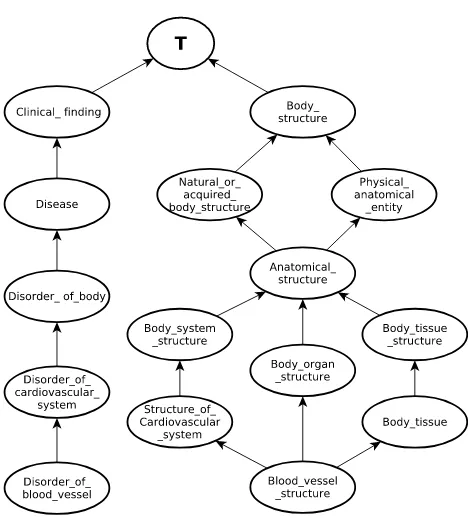 Fig. 2.Extract of the SNOMED-CT ontology showing concepts“Disorder of blood vessel” and “Blood vessel structure”