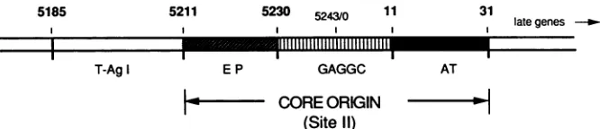 FIG. 1.genome.replication(AT).positions Schematic of the SV40 origin of replication. The SV40 core ori extends from SV40 positions 5211 to 31 (10) of the 5,243-bp SV40 The core ori is considered here to be identical to T-antigen-binding site II