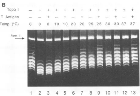 FIG. 3.tural Influence of temperature on T-antigen-dependent struc- changes in ori. (A) Representative autoradiograph of the