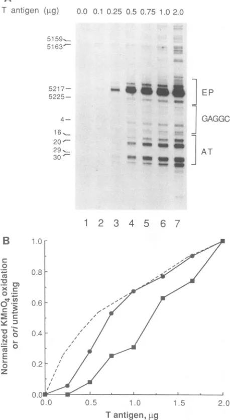 FIG. 4.4oxidation;oxidationextensiondescribeduntwistinguntwistinghelicalchangespSVO1AEPpositionsQuantitationpalindromeKMnO4, mM InfluenceofT-antigenconcentrationonstructural in ori