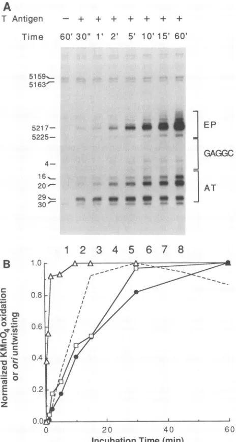FIG. 5.oxidationwereDNAantigenwithori.patternpalindromeAT-tractcurvewasMethods.legenddistalized Time course of induction of structural changes within (A) Representative autoradiograph of the KMnO4 oxidation in ori as a function of the length of incubation 