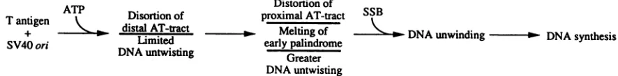 FIG. 6. Model of events occurring during the initial steps of SV40 DNA replication.