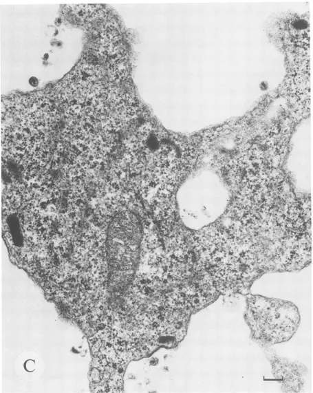 FIG. 5-Continued.