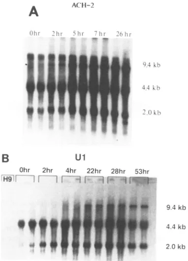 Figure 1Afromsteady-state shows a time course of HIV-1 RNA induction PMA-stimulated ACH-2 cells