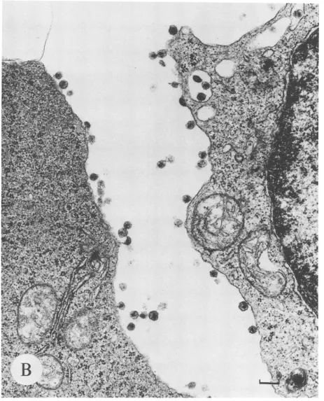 FIG. S-Continued.