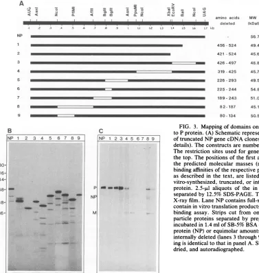FIG. 3. P Mapping of domains on NP protein required for binding protein. (A) Schematic representation of internally deleted and