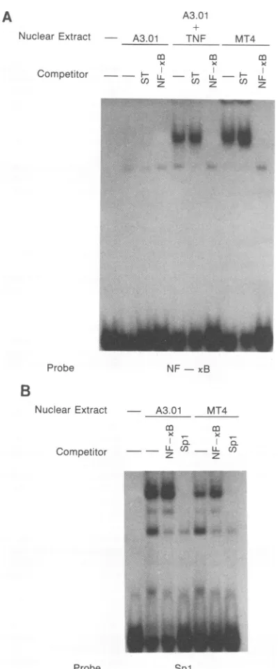 FIG.3.nonspecificCompetition(greaterThe32P-labeled,ingretardationA3.01segmentstheSpl Presence of nuclear factors binding to HIV LTR DNA in human T-cell lines