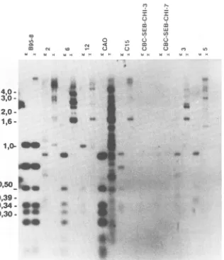 FIG. 7.weightlineswithshow Methylation of the BamHI K fragment and EBNA-1 exon in NPC biopsies