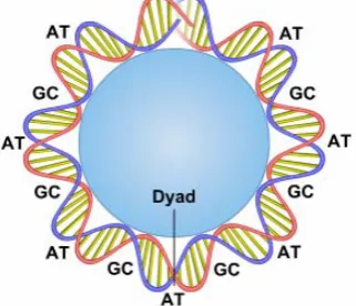 Figure 1. A DNA sequence is wrapped around the protein  histone to form a nucleosome.  