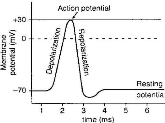 Fig. 1.4. Electrical activity of one individual motor unit [Marieb, 2008] 