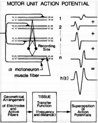 Fig. 1.5. Schematic representation of generation of a motor unit action potential (MUAP)  from it constituent muscle fibers [Basmajian and DeLuca, 1985] 