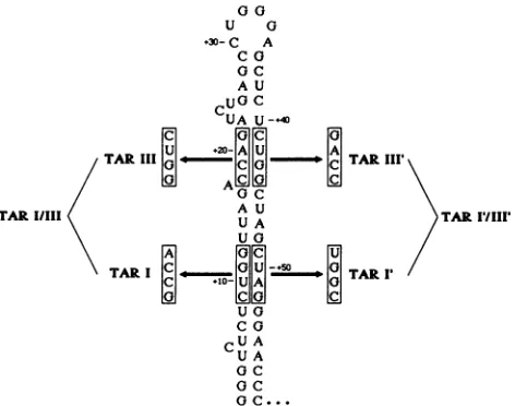 FIG.1.immunopurifiedusingthe1 to Activation of the P68 kinase by TAR-containing poly(A)+ RNAs