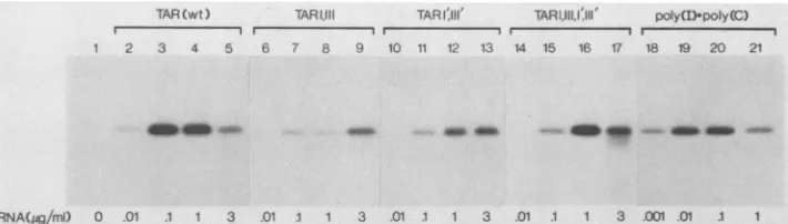 FIG. 3.ofas(lanes described the Activation of the P68 kinase by wild-type (wt) and mutant TAR RNAs
