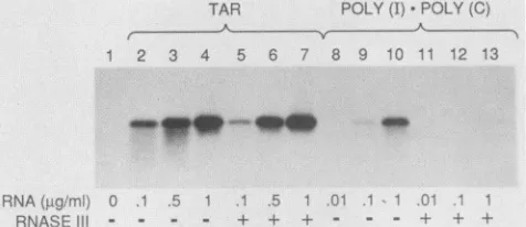 FIG.7.oforSP6testedafterMaterials-100 the were Effect of RNase III treatment of TAR RNA on activation P68 kinase
