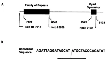 FIG.1.elementsreferencerepeats.the30-bpB95-8 EBV oriP region and consensus sequence of the 30-bp The two essential elements of oriP are the FR and the DS (A), shown darkly stippled
