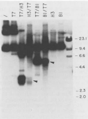 FIG. 6.offirstcleavedcleavedorendonucleaseenzymecleavagestructures.withwhich enzymes cleaved Effect of supercoiling on stability of the single-stranded Plasmid pSV2neo: C60 was incubated in the absence (/), cleaved only with endonuclease T7 (T7), cleaved f