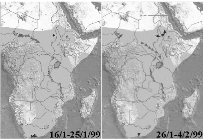 Fig. 3.  Different behaviors of white storks in Africa
