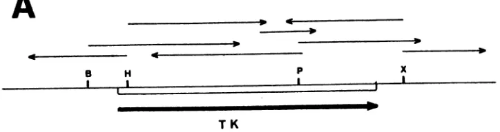 FIG. 3.insertedtoare(single-letterstrandssites yield Nucleotide sequence of the ASFV TK gene and flanking regions