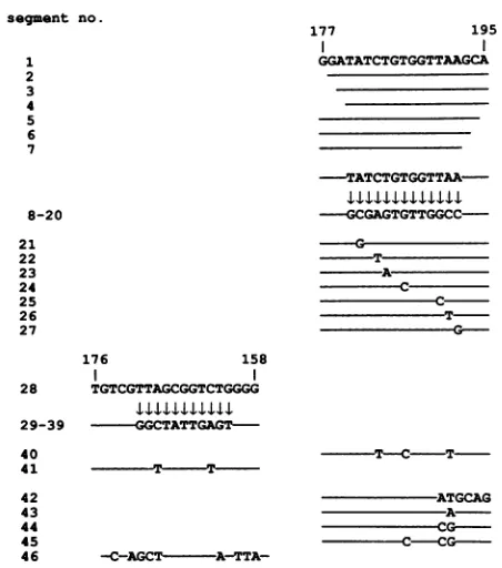 FIG.1.polyomavirus,II,relatedexperiments.kemiaNFStranscriptionalDNAthroughbasenucleotidesC++ADNAsequences Double-stranded DNA segments used in SEF1 binding DNA segments 1 and 28 harbor the wild-type SL3-3 of SEF1 bindingsitesI andII, respectively