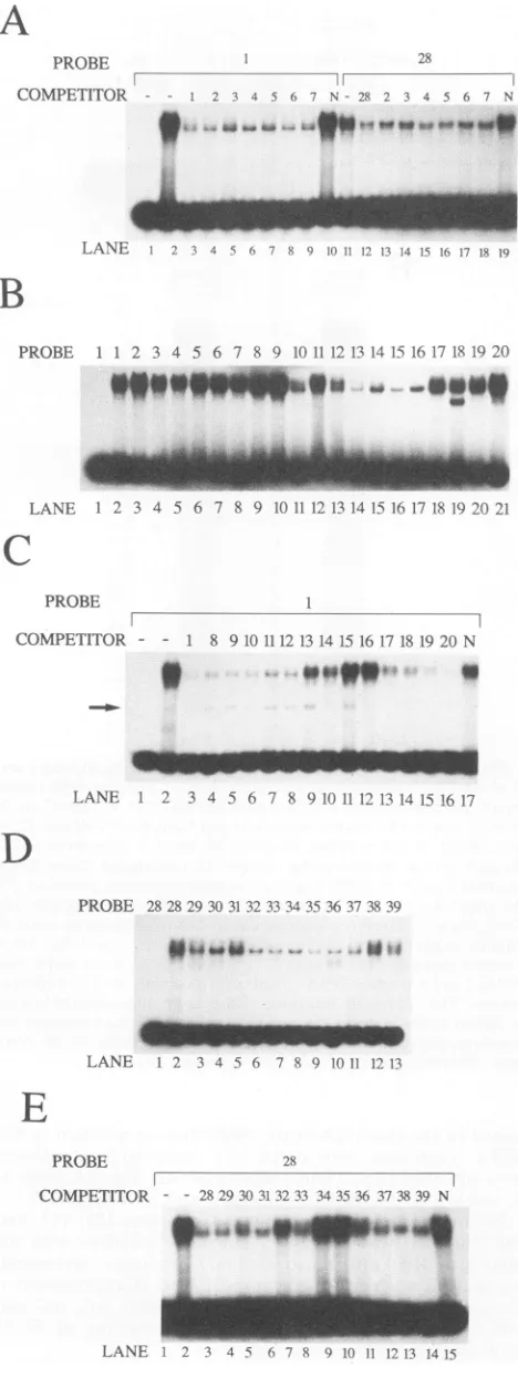 FIG.segmentsSEF1tionsDNAcompetitorthrough(N)fromthrough(ascompetitor--.-~~~~~~~~~~~~~~~~~~~~~~~~~~~~~~~~~~~~~~~~~~~~~~~~~~bindingexcessweretoLanes:differentwithadded;tively,andpetitormutations20,DNA(A)Lanes:sequencesiteSamplesBinding1, no DNA 3