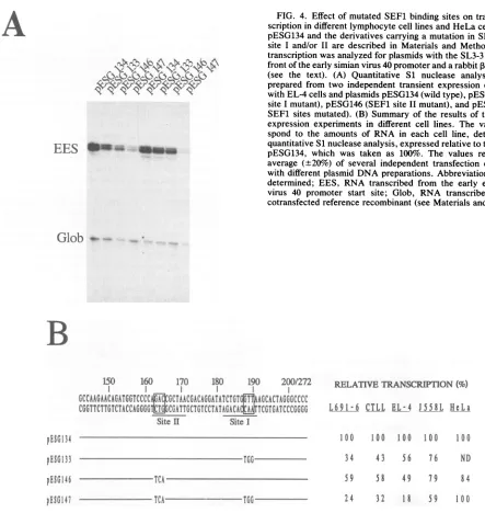 FIG. 4.frontwithaveragedetermined;cotransfectedquantitativepESG134,expressionvirusprepared(seewithpESG134transcriptionsiteSEF1spondsitescription Effect of mutated SEF1 binding sites on transient tran- in different lymphocyte cell lines and HeLa cells