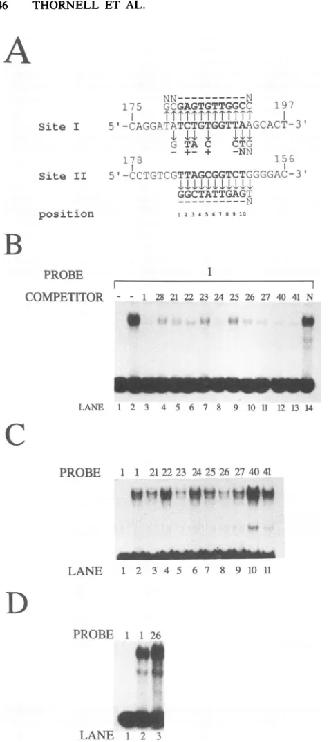 FIG. 5.whereintroduced41).ofCompetitionthetosegmentsmolar3.nocompetitor21DNA (A) compete; through the Alignment of the SEFl sites with summary of the effects mutations and binding of SEF1 to 1 fmol of labeled DNA with single-base-pair substitutions in site