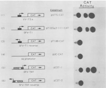 FIG. 3.transient7.5-kDapromoter Promoter properties of the SFV TRT sequence. Plasmid constructs containing the CAT gene downstream of the vaccinia virus early-late promoter (pV7.5-CAT), the two orientations of the SFV Ti early promoter (pTlD3A2-111-CAT and