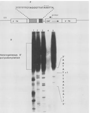 FIG. 6.primersvirusplasmidarenucleotide(lane A recombinant vaccinia virus (VV) containing the TRT sequence of SFV directs the expression of a CAT reporter gene