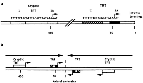 FIG. 8.extensionlocationinverted Organization of the TRT and cTRT within the telomere of SFV in the mature hairpin form as packaged in the virion (a) and in the repeat replicative intermediate configuration (b)