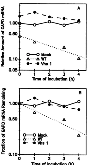 FIG. 3.autoradiogramGAPDrRNA.mock-infected(@)ofextractkind GAPD Quantitation of in vitro decay of host mRNAs