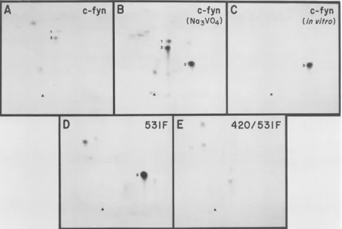 FIG. 3.dimensions,onTyr-531;immunoprecipitation Two-dimensional tryptic phosphopeptide maps of the pp59C-f!'I mutant proteins
