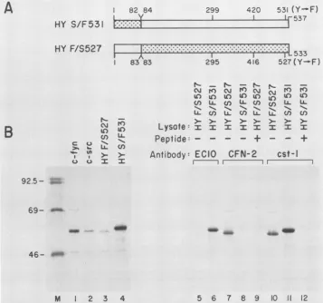 FIG. 5.(B)werebeensequenceCFN-2immunogennot Immunoprecipitation analysis of the pp59cfv"-pp6fc-src chimeras