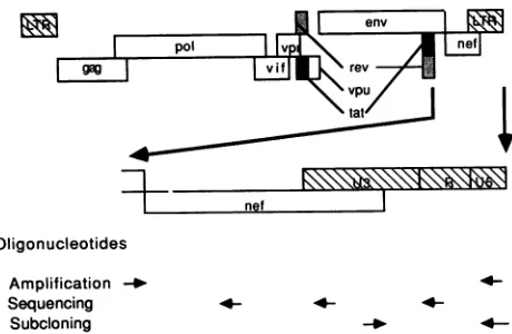 FIG.1.genomeofTARing,quencing the HIV-1 nef-U31R locus amplified. The region of the HIV-1 studied is shown expanded